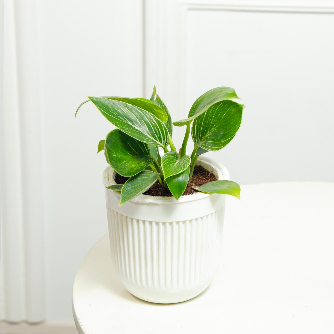 Elegant Birkin Plant in White Pot