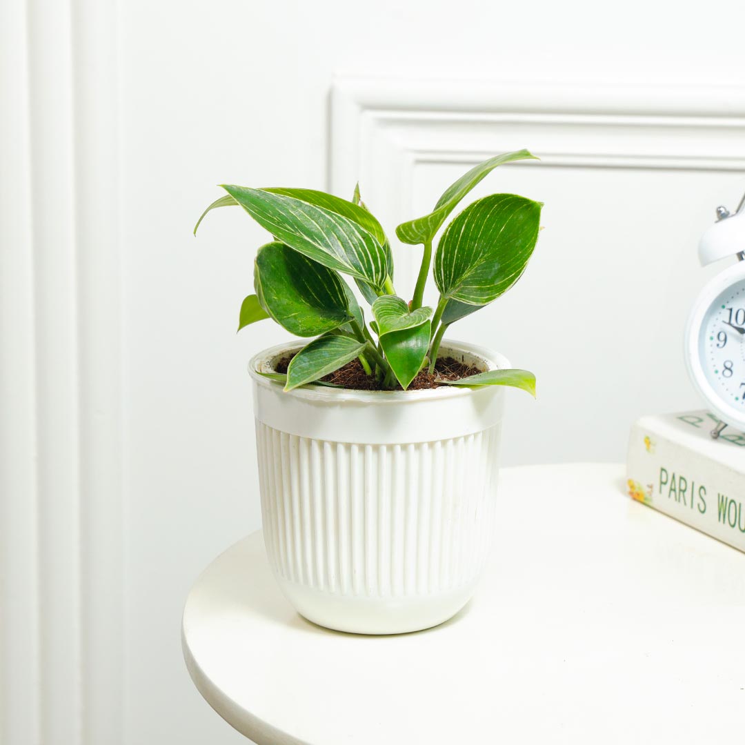 Elegant Birkin Plant in White Pot Order Now