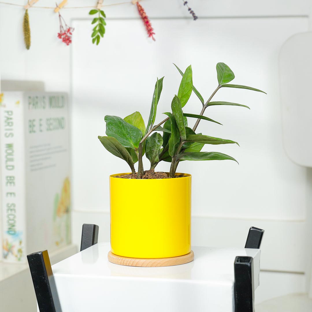 Elegant ZZ Plant In Yellow Pot