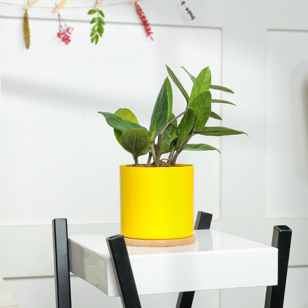 Elegant ZZ Plant In Yellow Pot