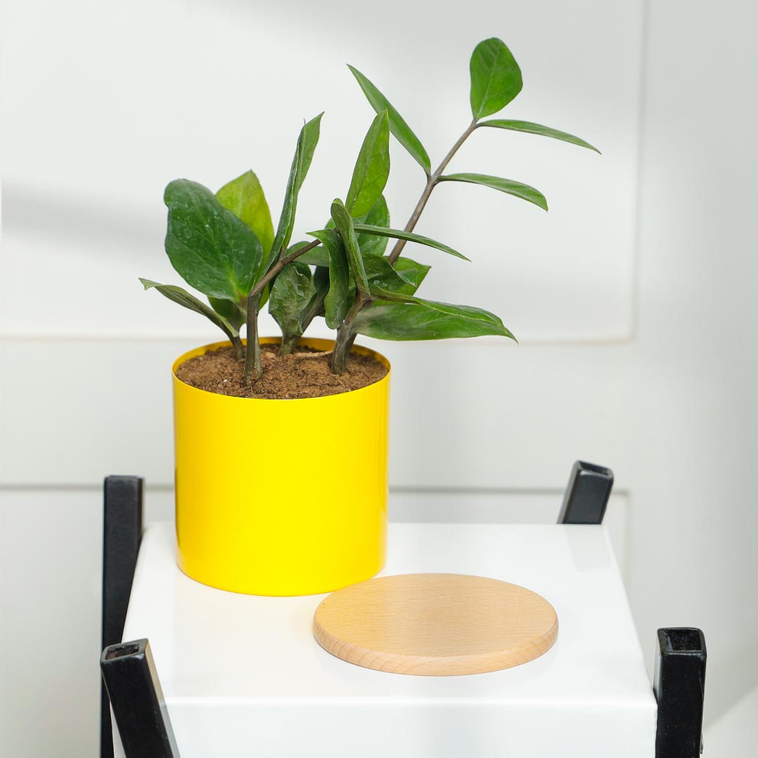 Elegant ZZ Plant In Yellow Pot