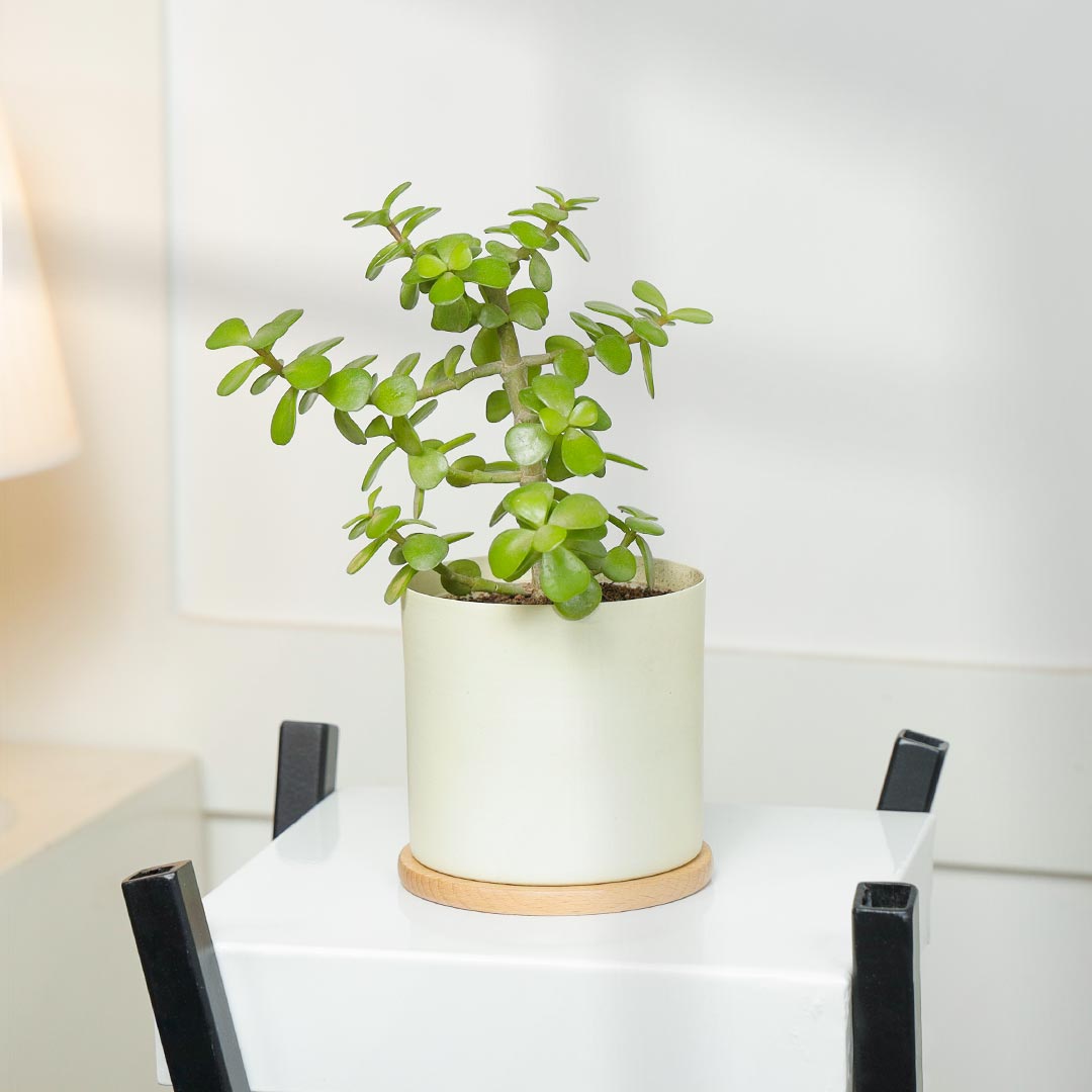 Evergreen Jade Plant In Ivory Pot