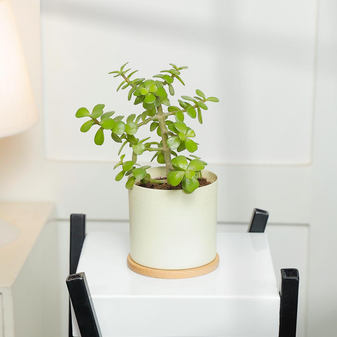 Evergreen Jade Plant In Ivory Pot