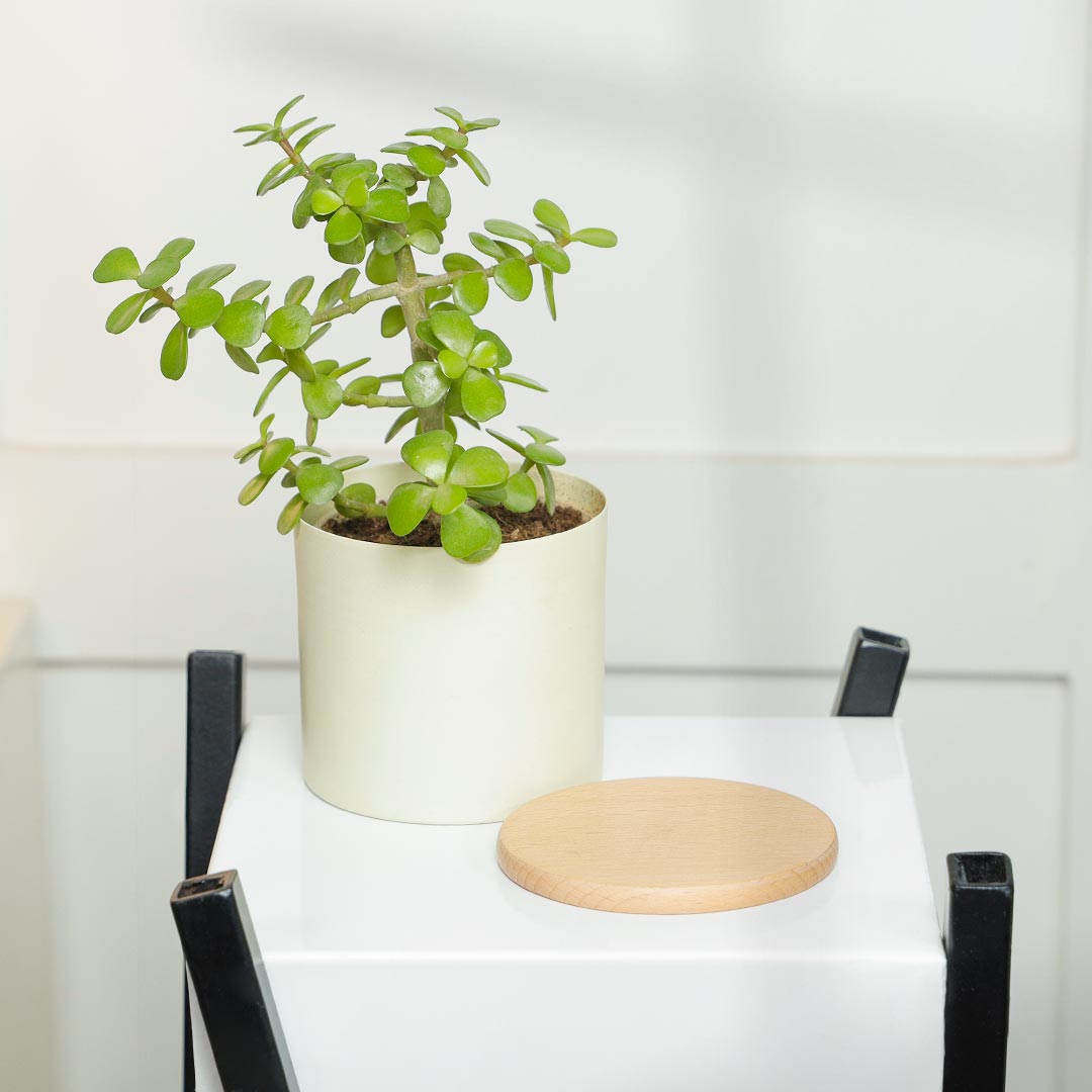 Evergreen Jade Plant In Ivory Pot