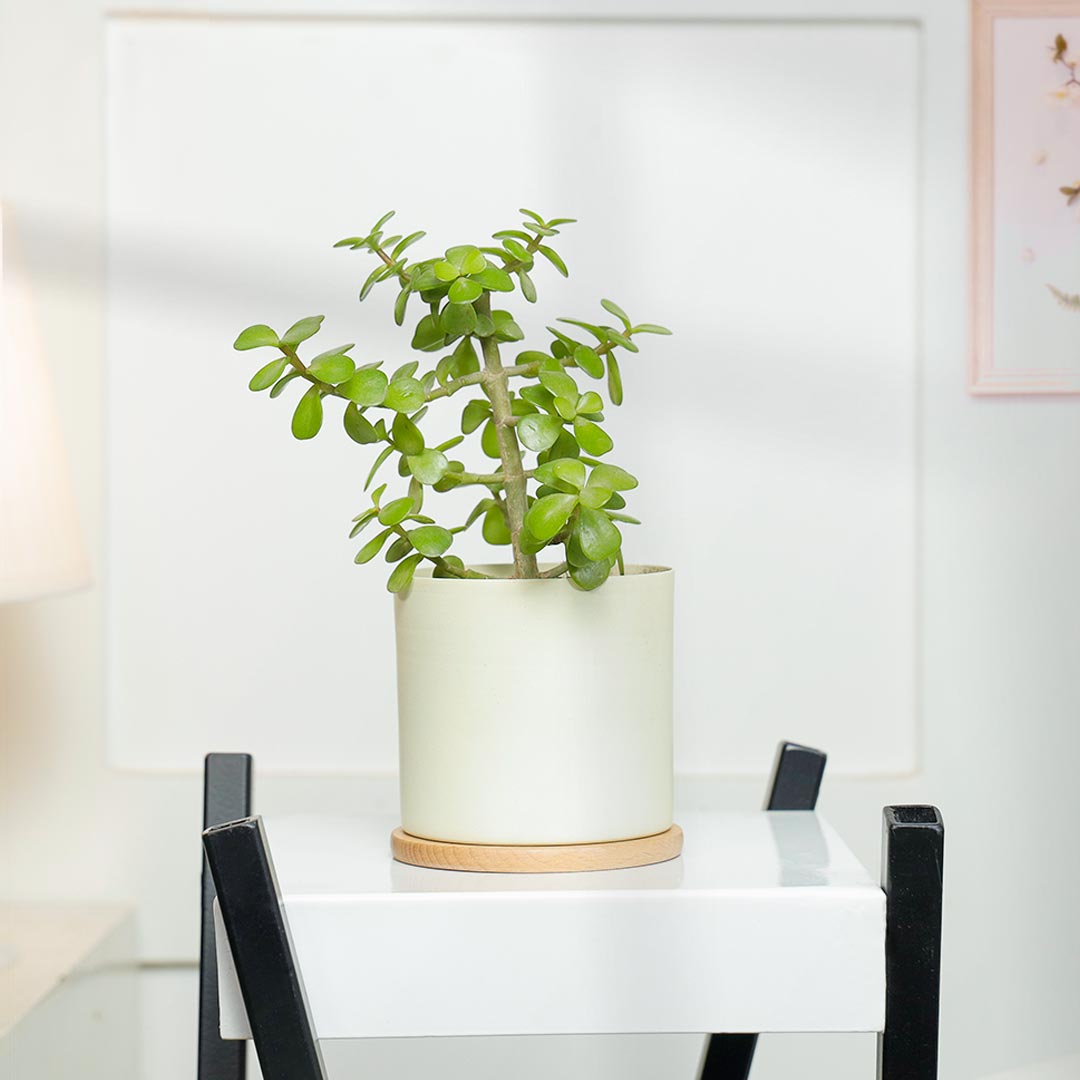 Evergreen Jade Plant In Ivory Pot