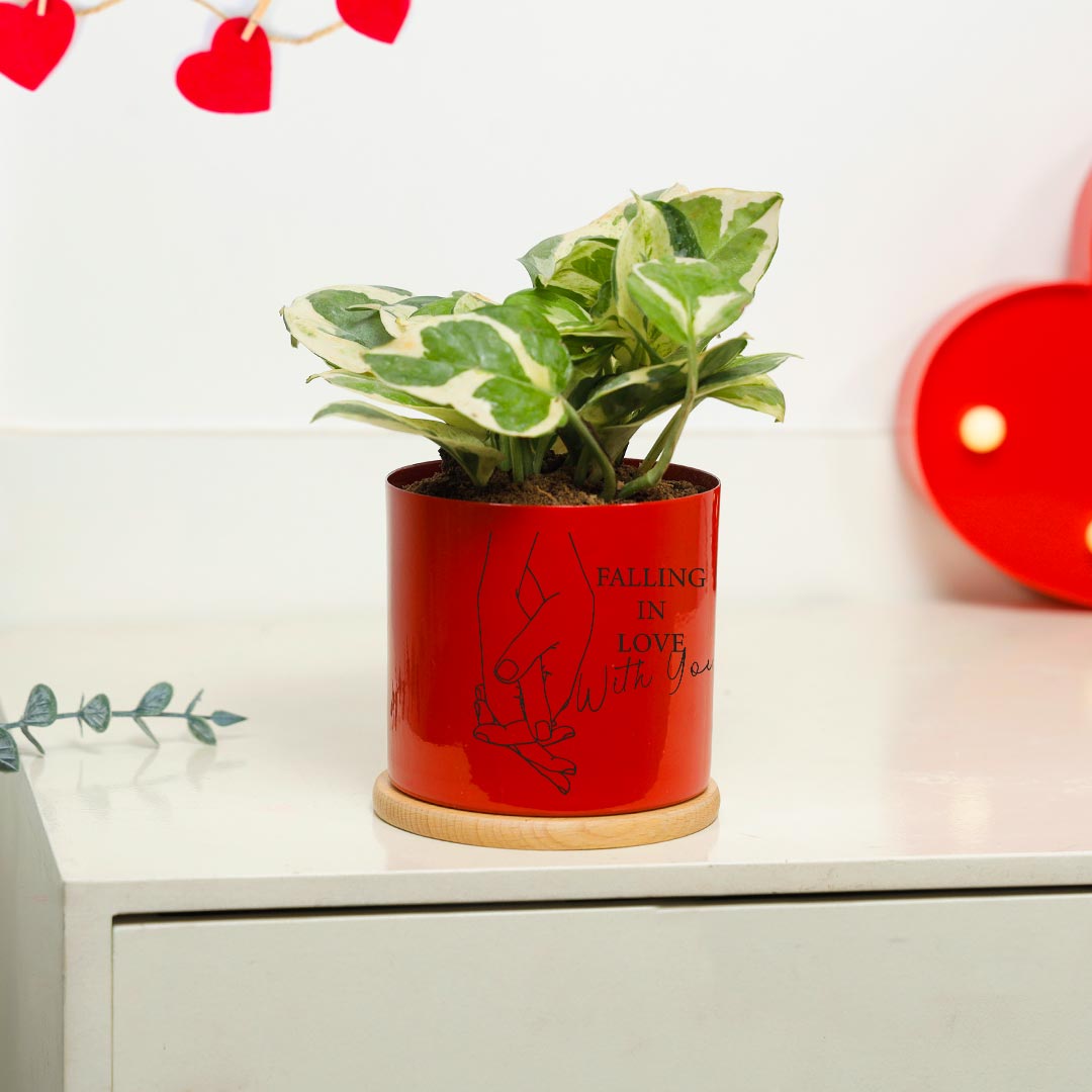 Falling In Love With You - White Phothos Plant In Red Pot