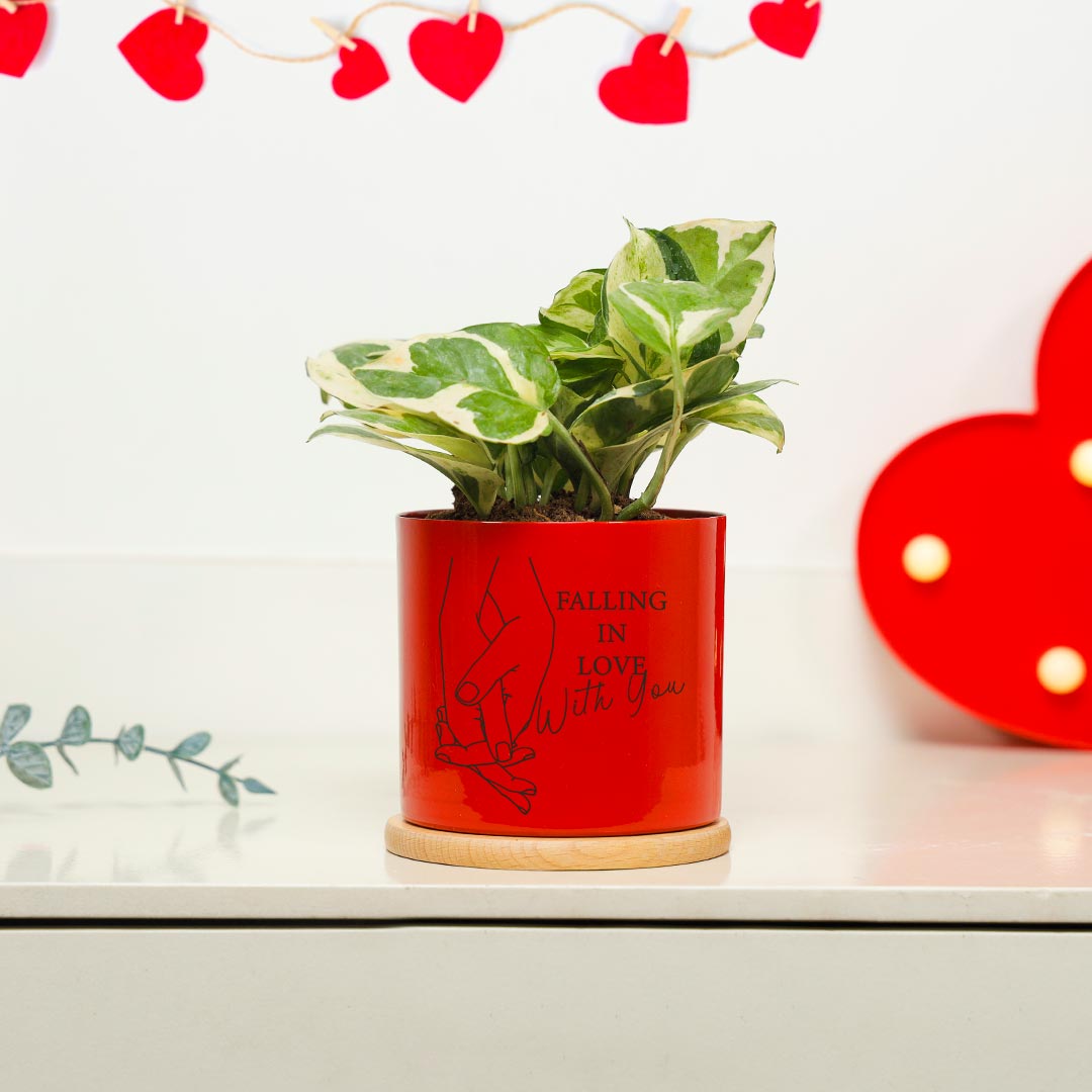 https://www.unrealgift.com/Falling In Love With You - White Phothos Plant In Red Pot