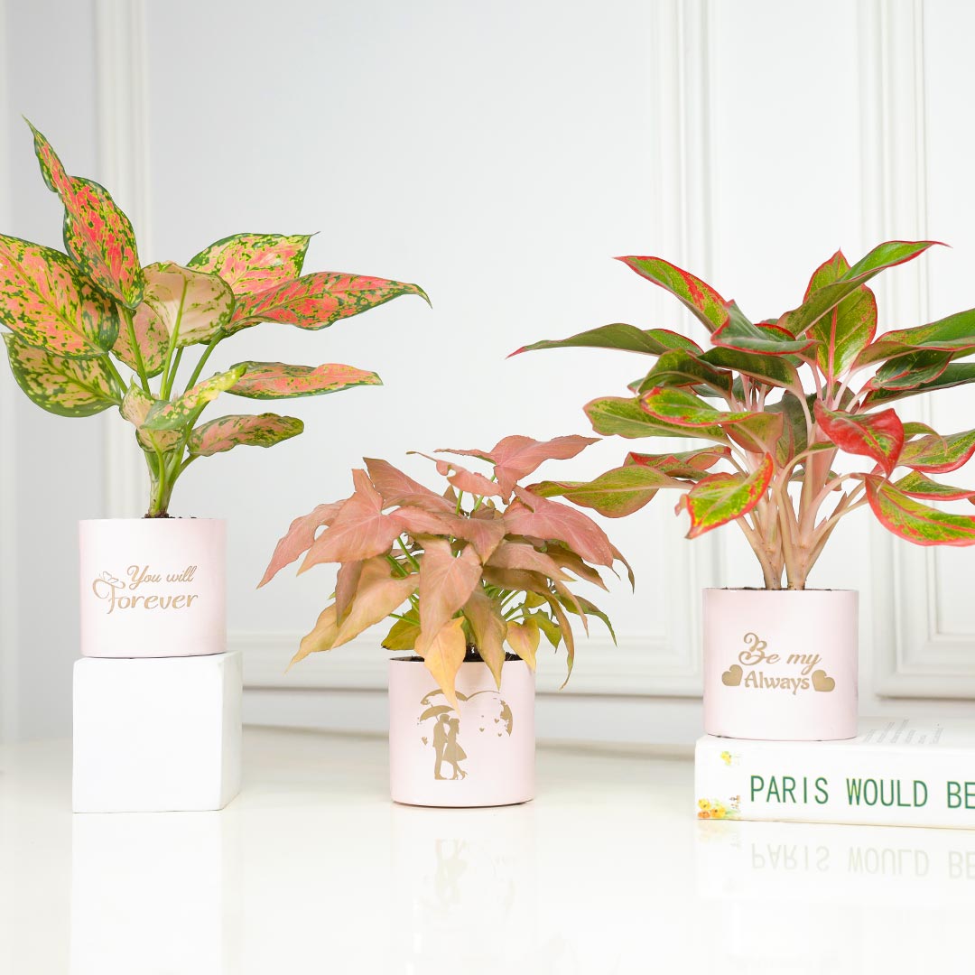 https://www.unrealgift.com/Forever Be My Always - Combo Of 3 Pink Plant