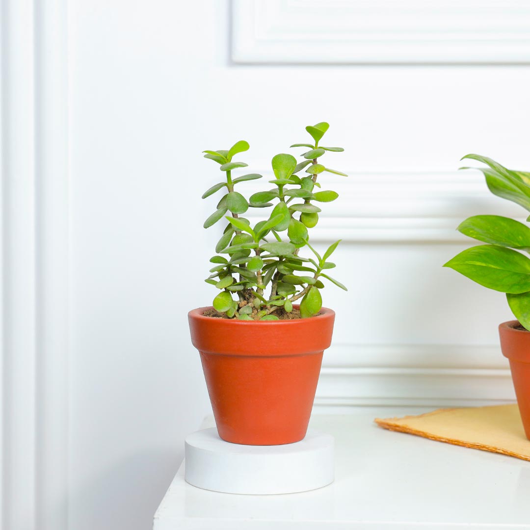 Fresh And Fabulous Jade N Money Plant In Terracotta Pot