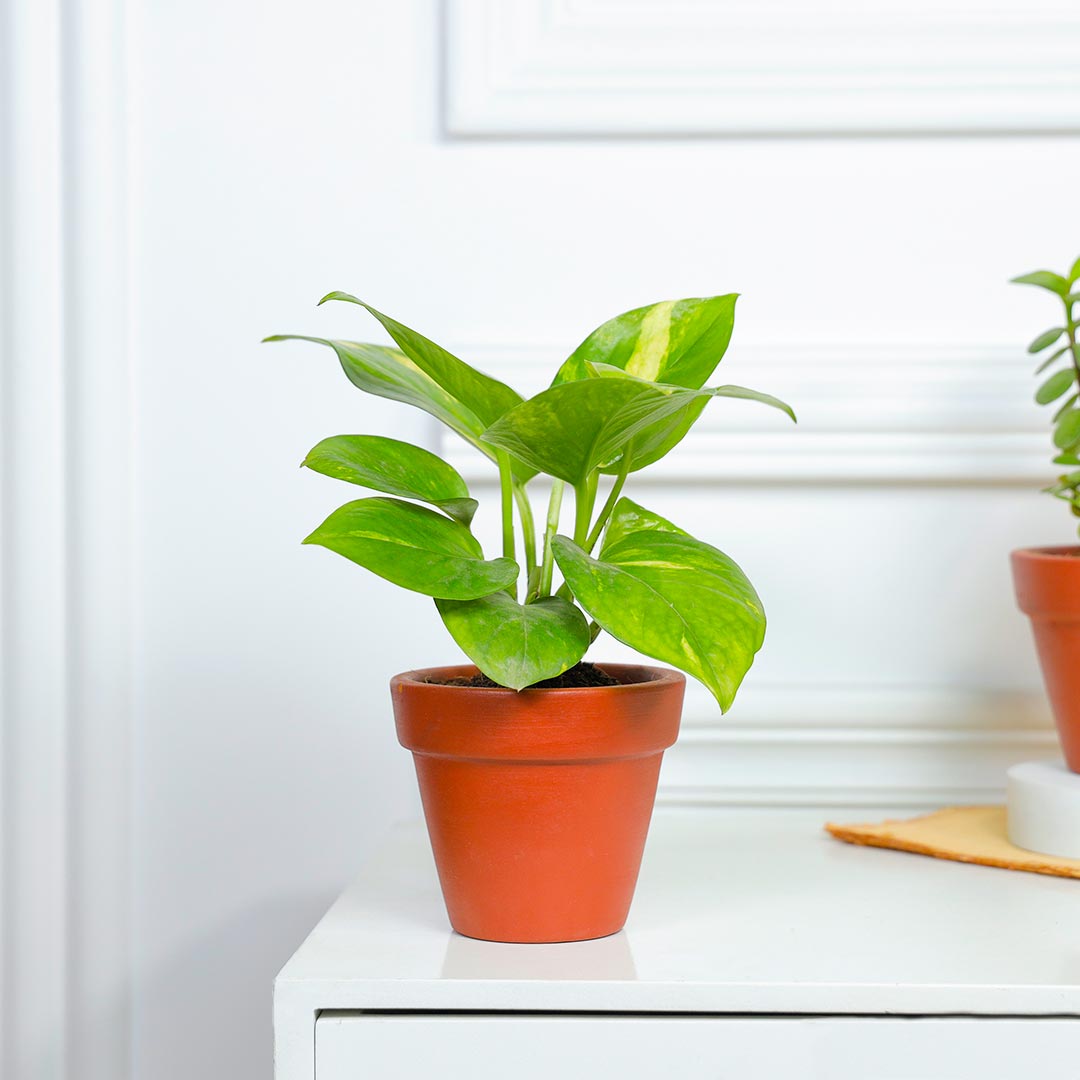 Fresh And Fabulous Jade N Money Plant In Terracotta Pot