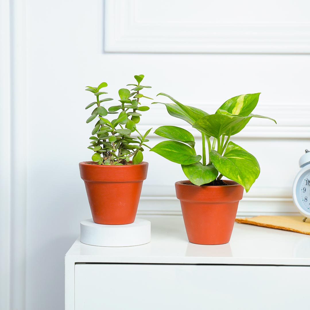 Fresh And Fabulous Jade N Money Plant In Terracotta Pot