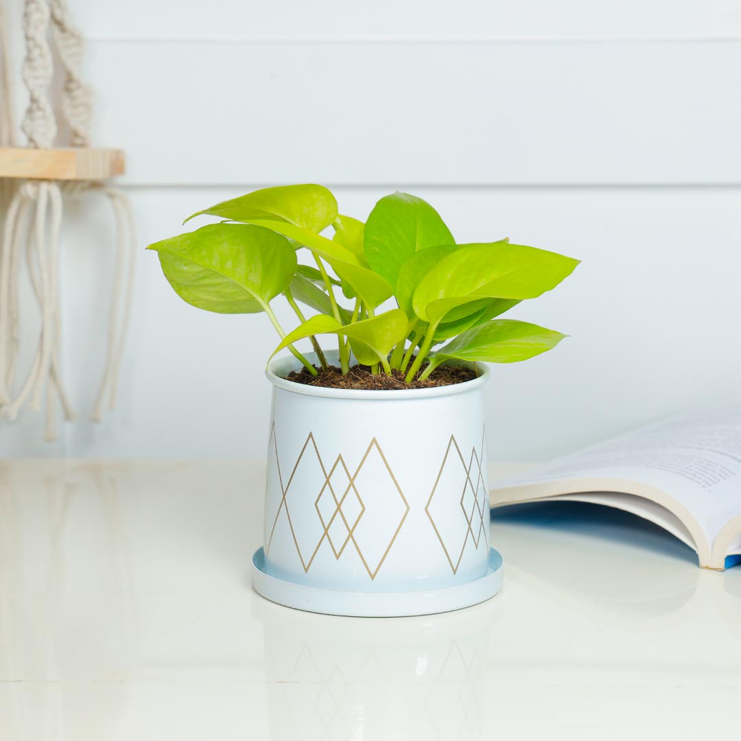 Golden Money plant In Decent White Pot With Plate