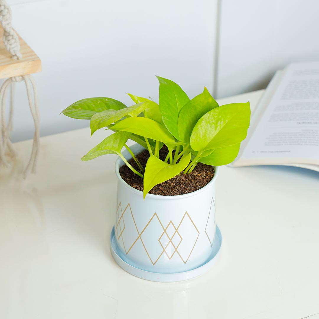 Golden Money plant In Decent White Pot With Plate