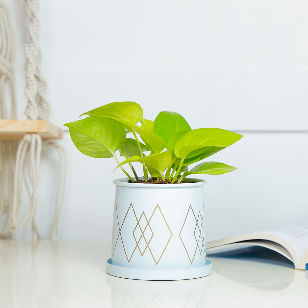 Golden Money plant In Decent White Pot With Plate Online