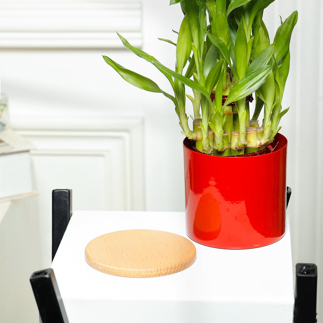 Gorgeous Lucky Bamboo Plant In Red Planter