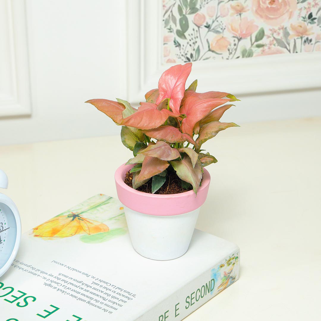 Gorgeous Pink Syngonium in Terracotta Pot