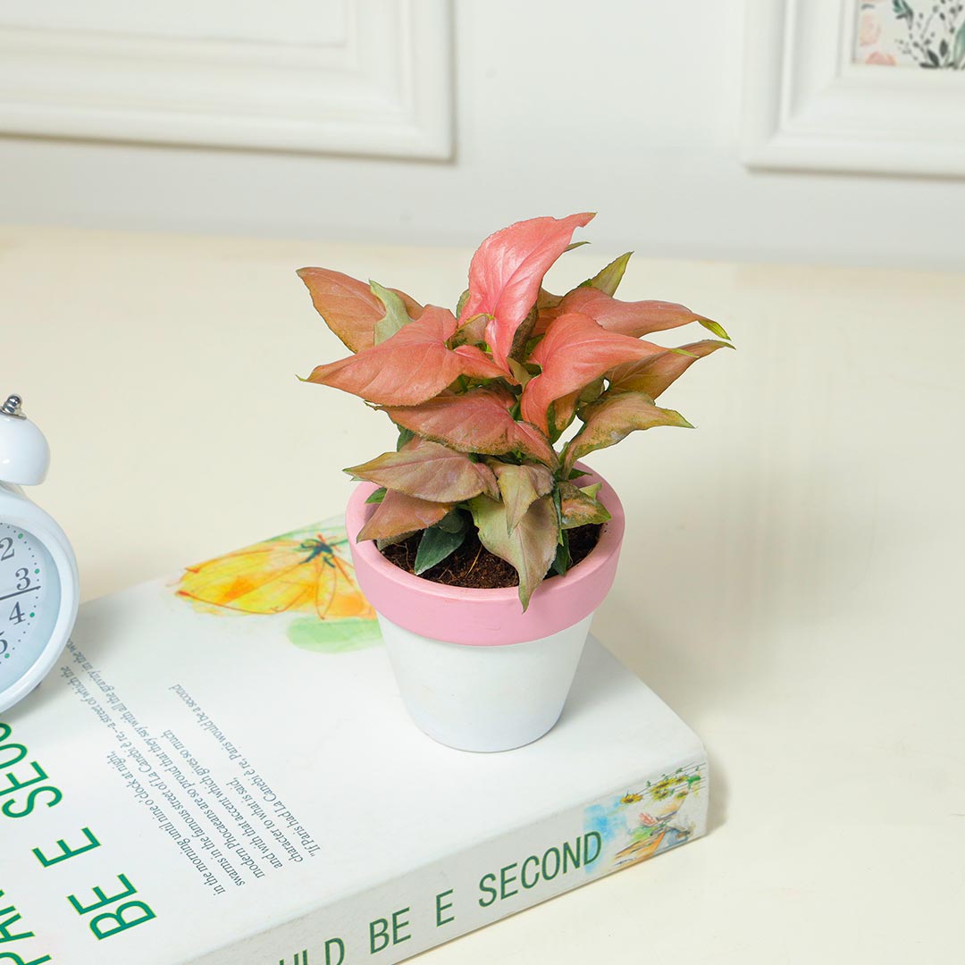 Gorgeous Pink Syngonium in Terracotta Pot