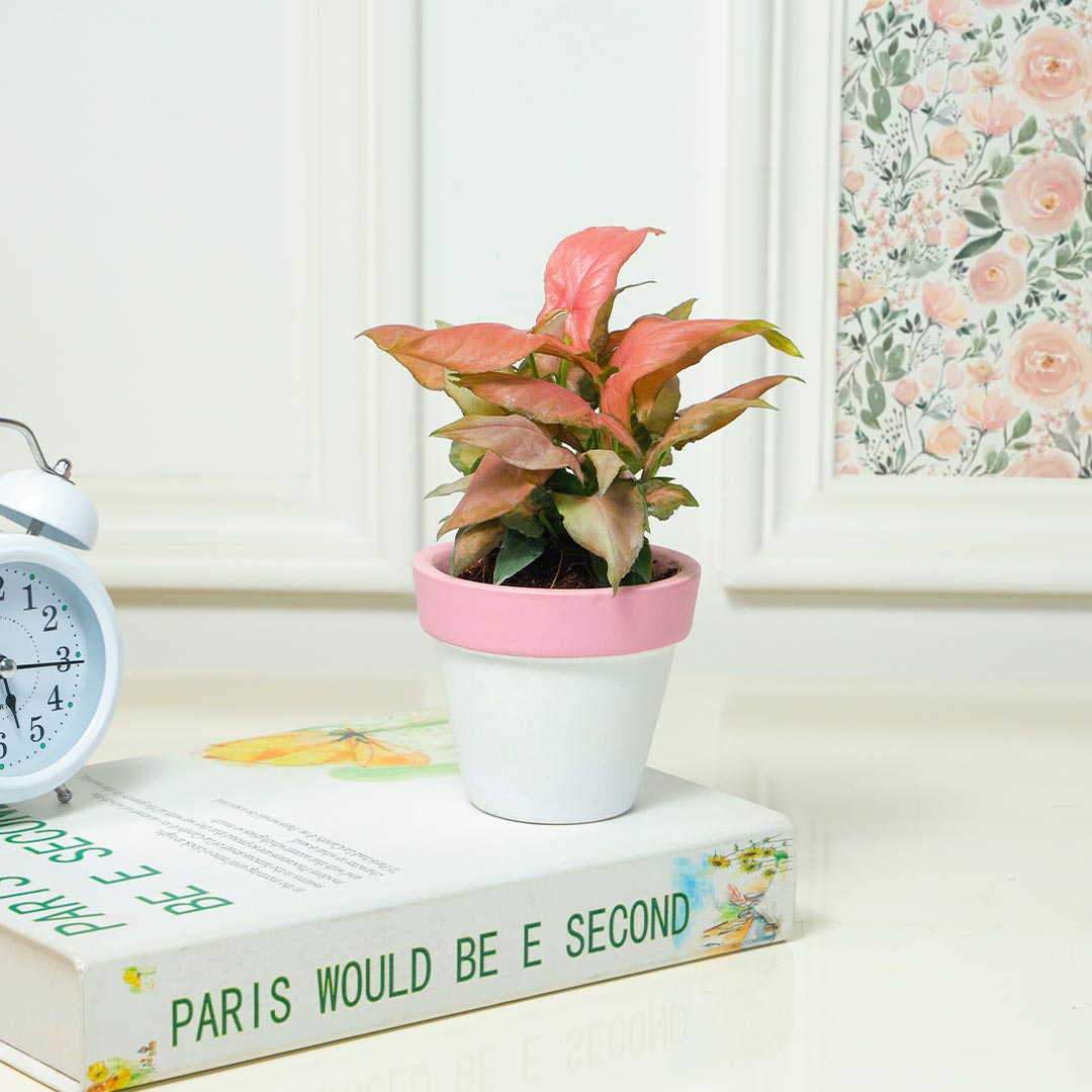 Gorgeous Pink Syngonium in Terracotta Pot