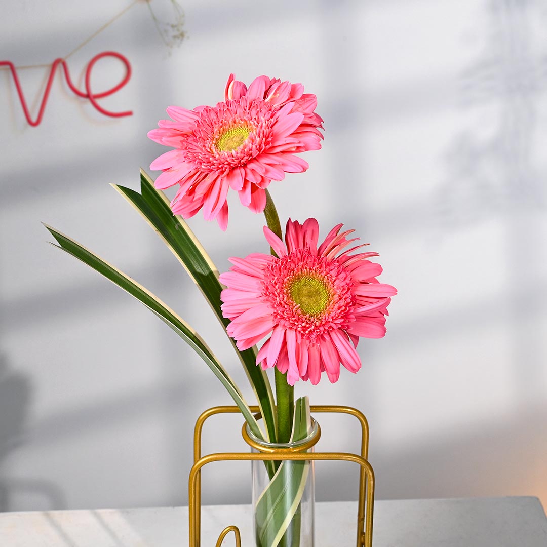 Graceful Blssoms Of Pink Gerberas