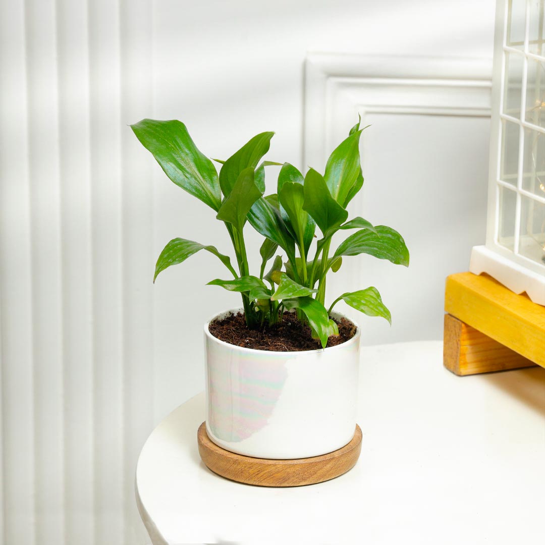 Graceful Peace Lily In Ceramic Pot With Wooden Base