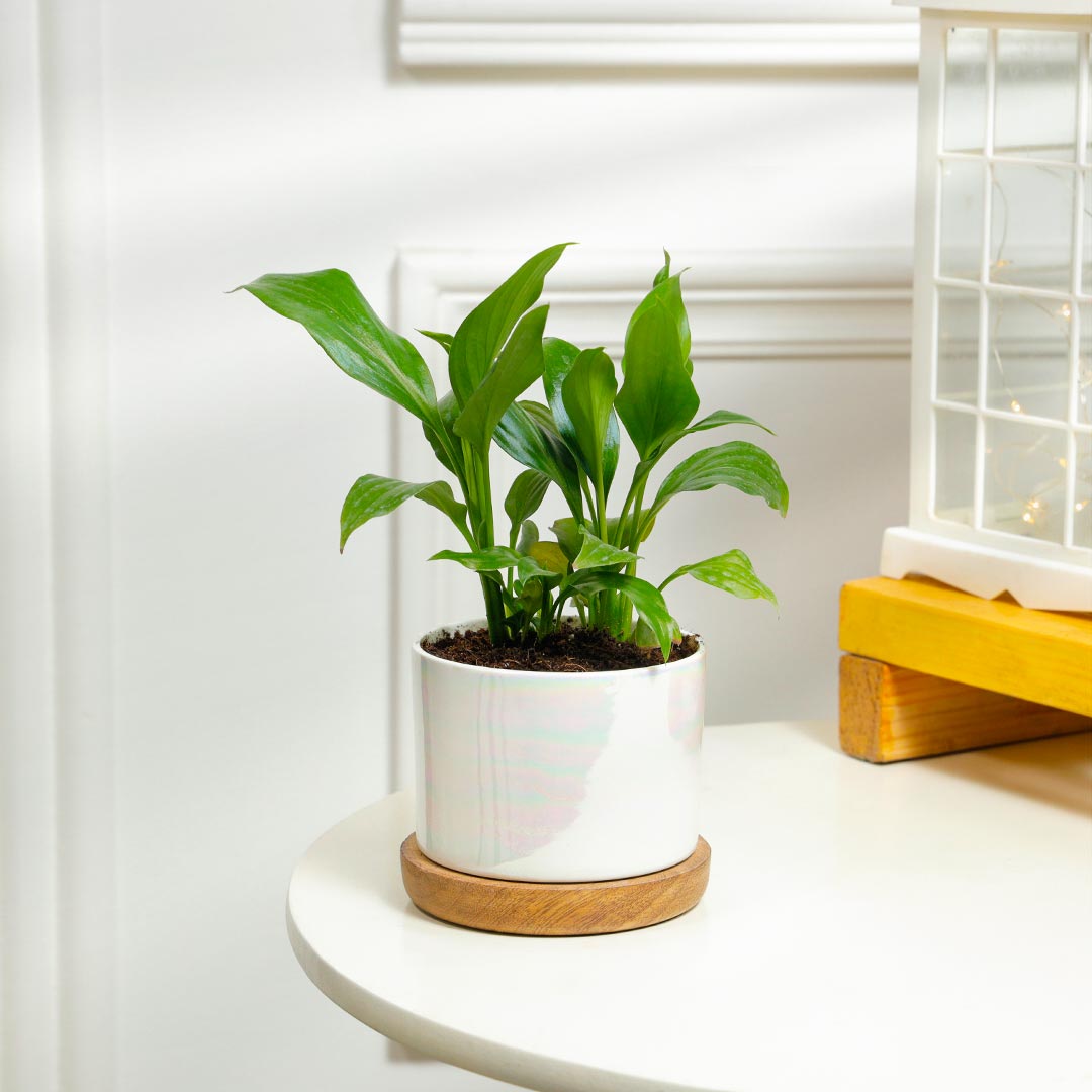 Graceful Peace Lily In Ceramic Pot With Wooden Base