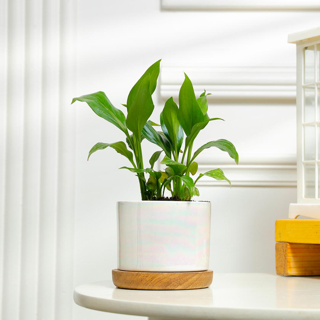 Graceful Peace Lily In Ceramic Pot With Wooden Base