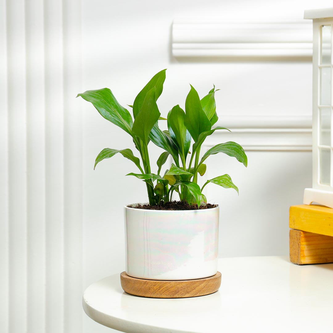 Graceful Peace Lily In Ceramic Pot With Wooden Base