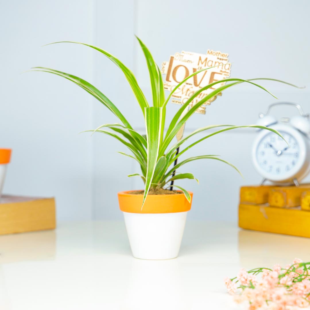 Graceful Spider Plant For Mom