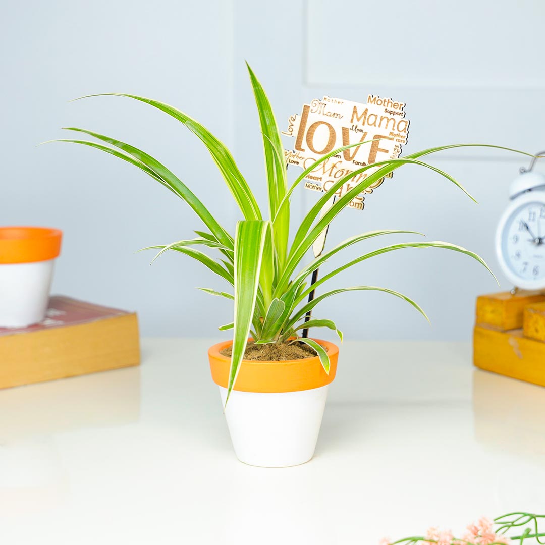 Graceful Spider Plant For Mom