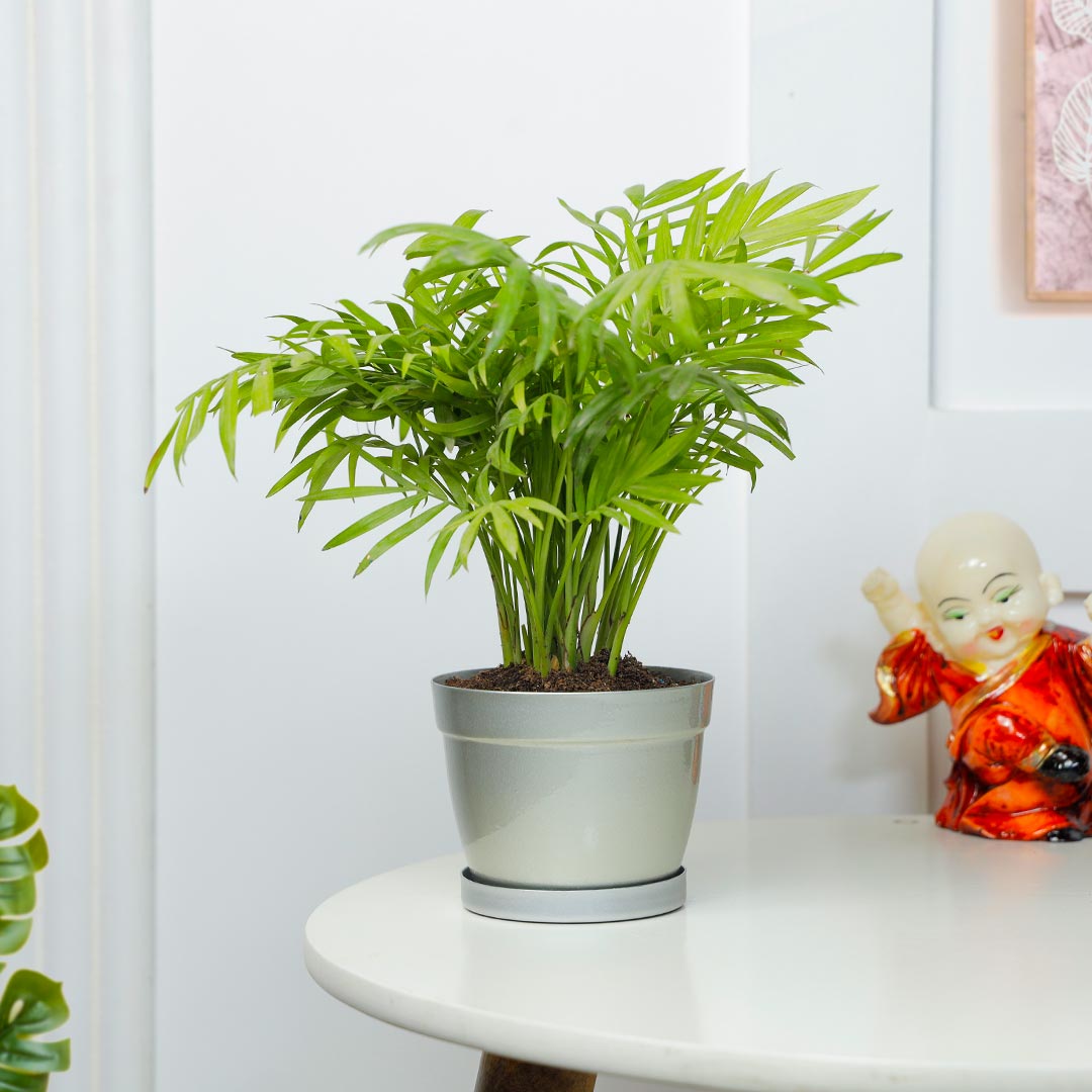 Happy Duo Laughing Buddha And Chamendora Plant