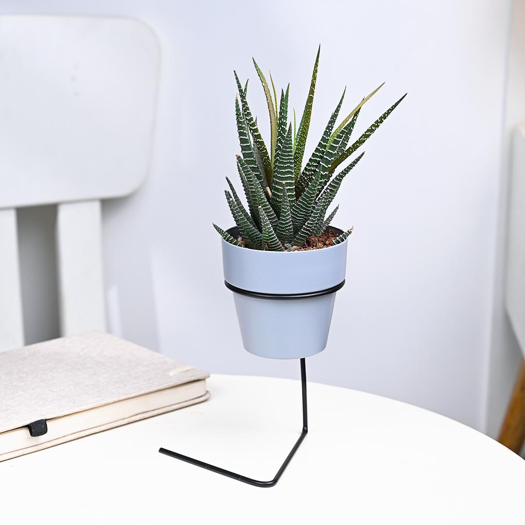 Haworthia in Grey Pot With Slide Stand