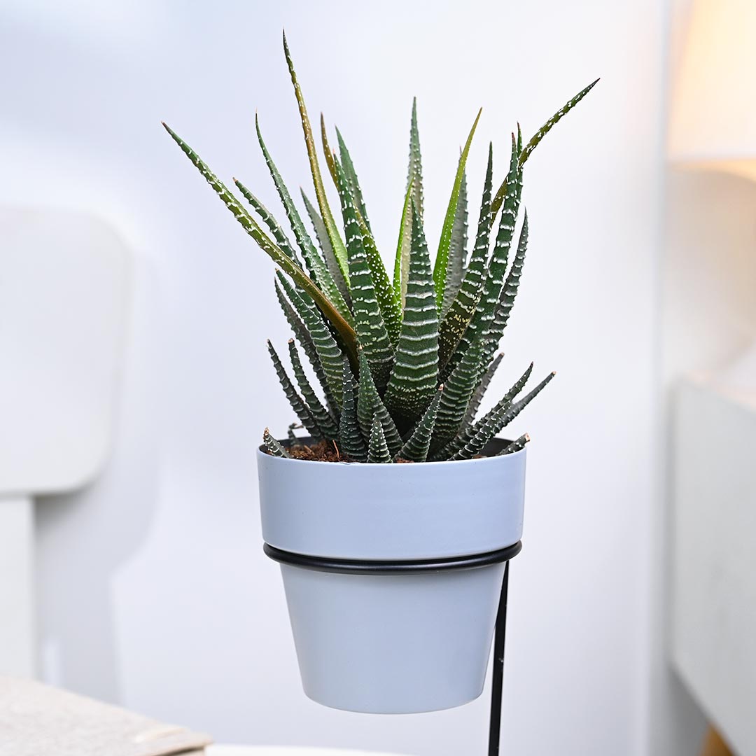 Haworthia in Grey Pot With Slide Stand