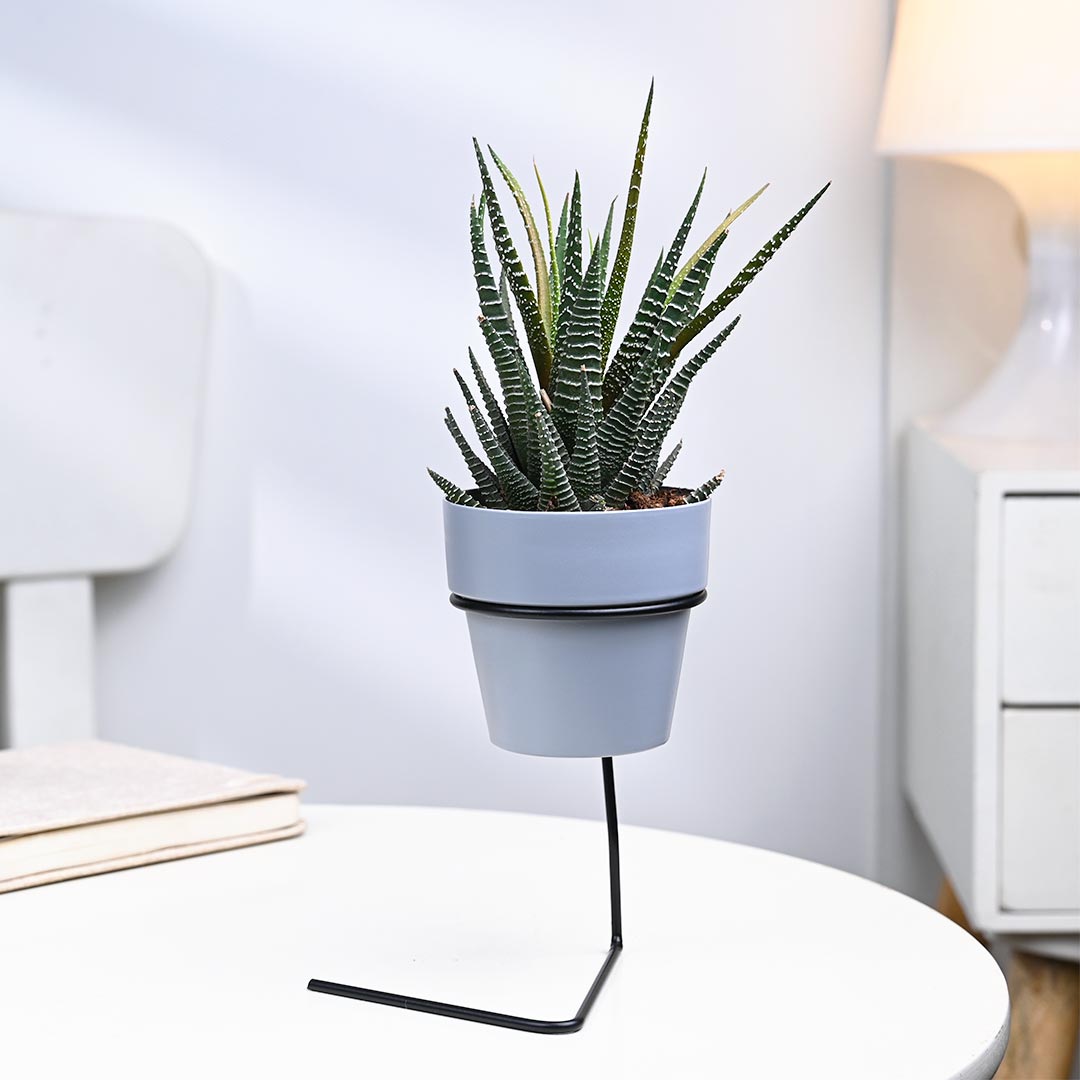 Haworthia in Grey Pot With Slide Stand