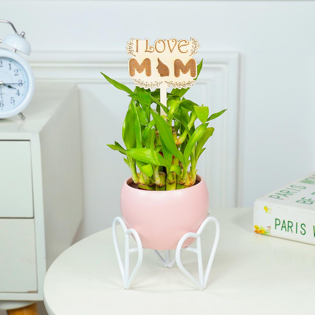 Heart Stand Of Pot With Lucky Bamboo For Mom