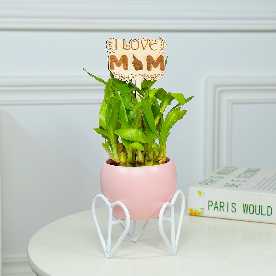 Heart Stand Of Pot With Lucky Bamboo For Mom