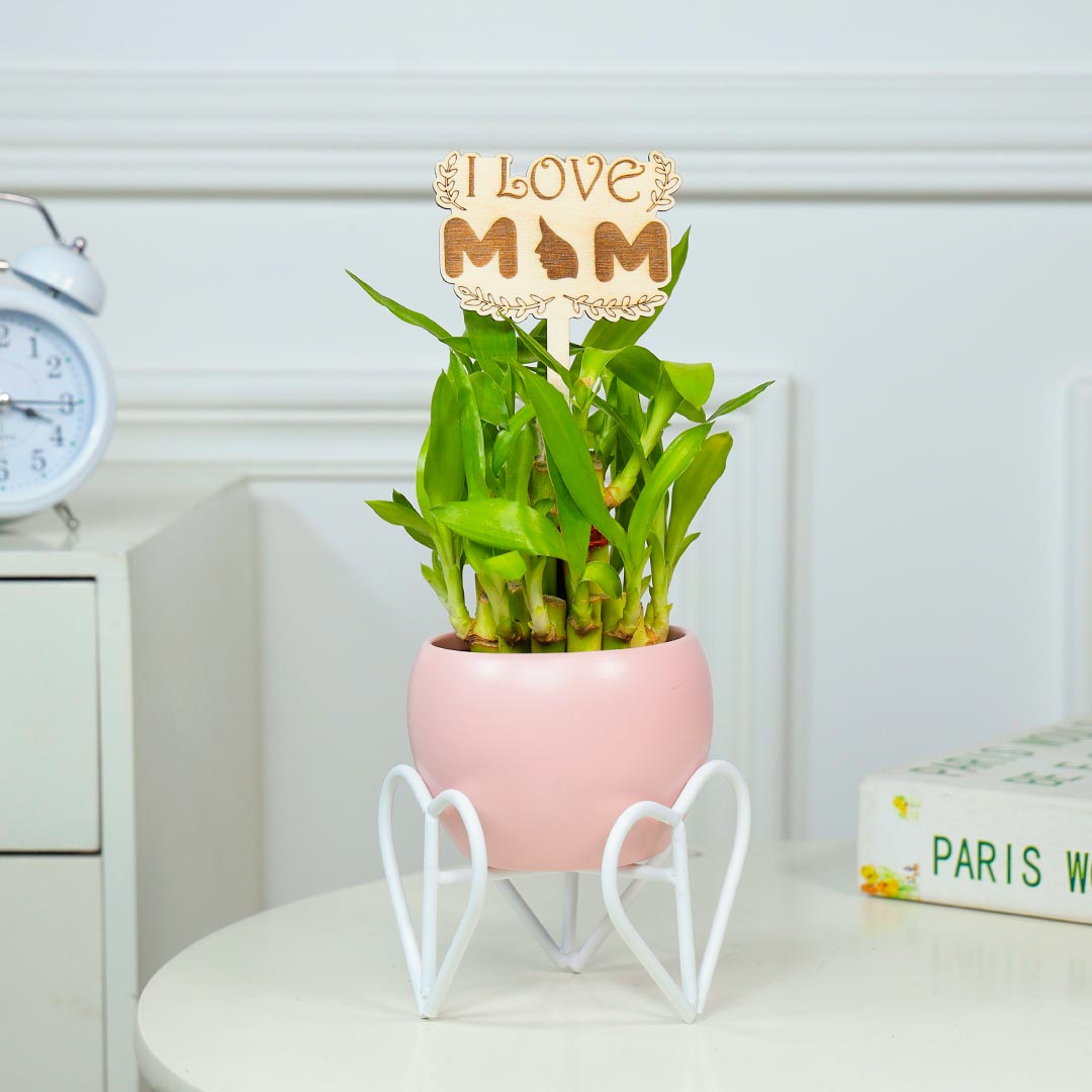 Heart Stand Of Pot With Lucky Bamboo For Mom