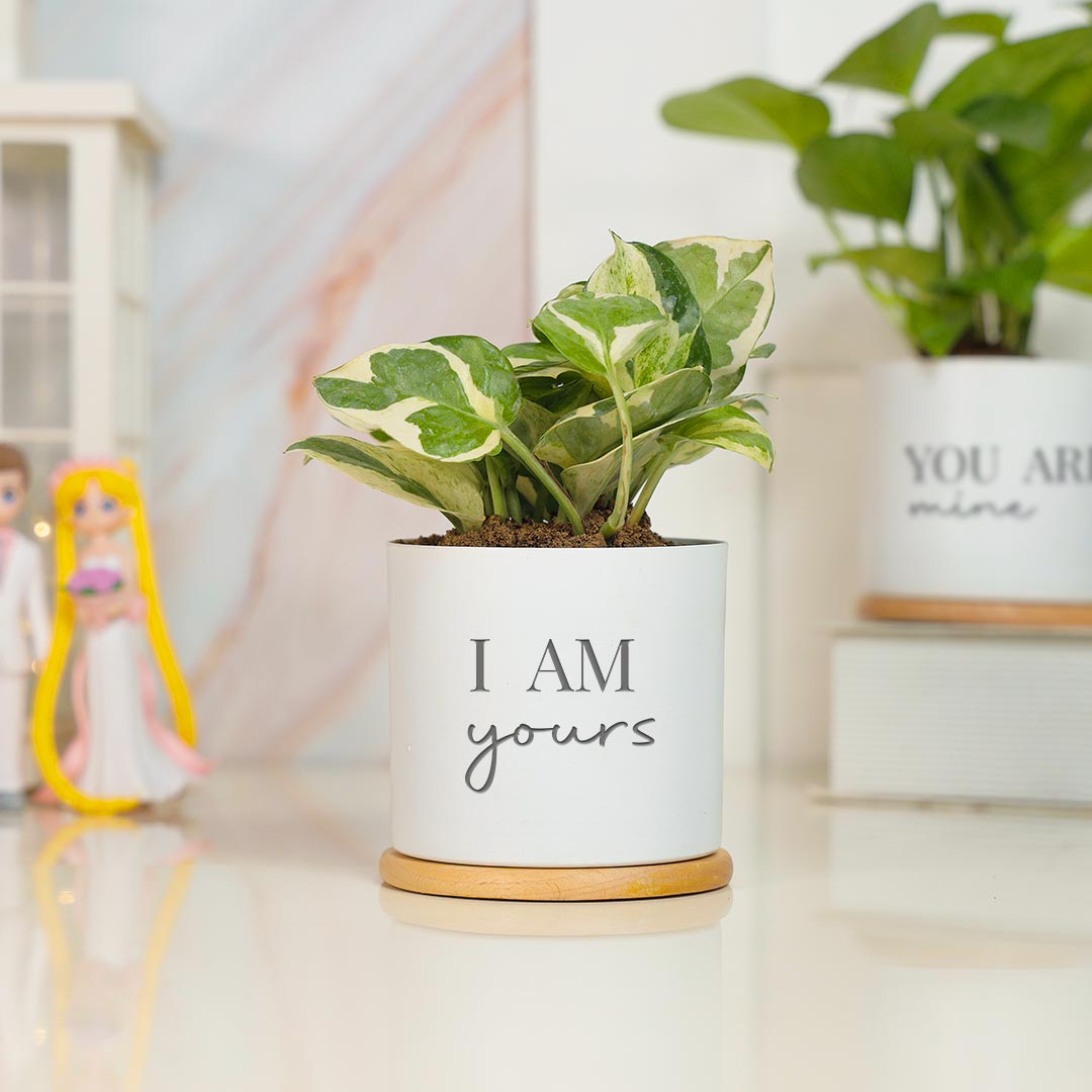 I am Yours & You Are Mine - Money Plant Combo With Showpeice