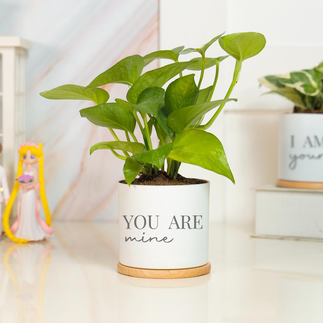 I am Yours & You Are Mine - Money Plant Combo With Showpeice