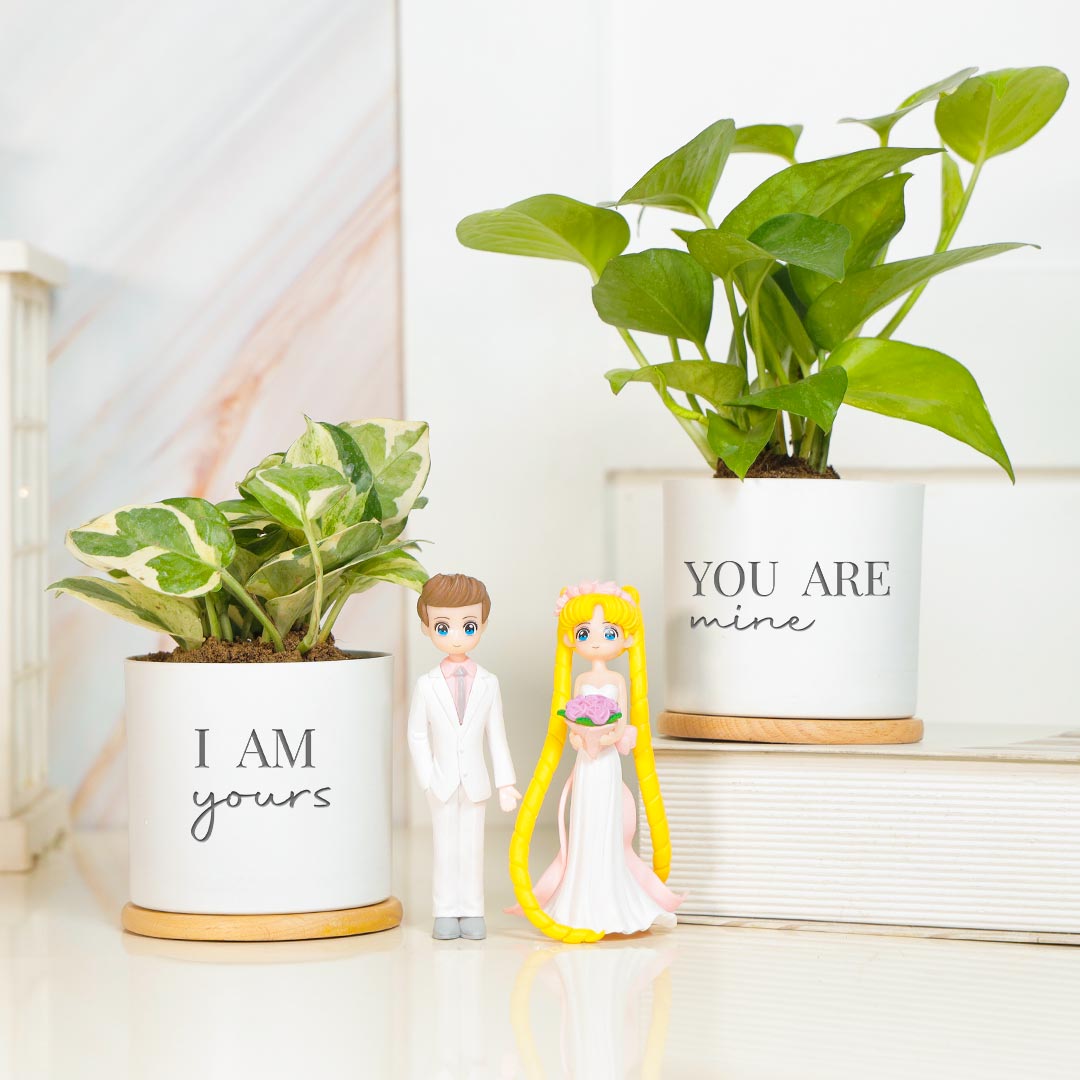 https://www.unrealgift.com/I am Yours & You Are Mine - Money Plant Combo With Showpeice