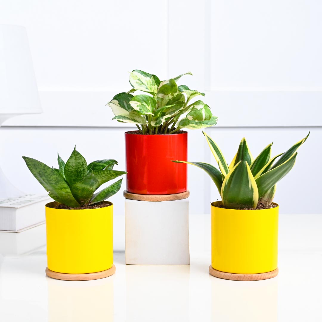 Indoor Gifting Plants Combo- Set of 3