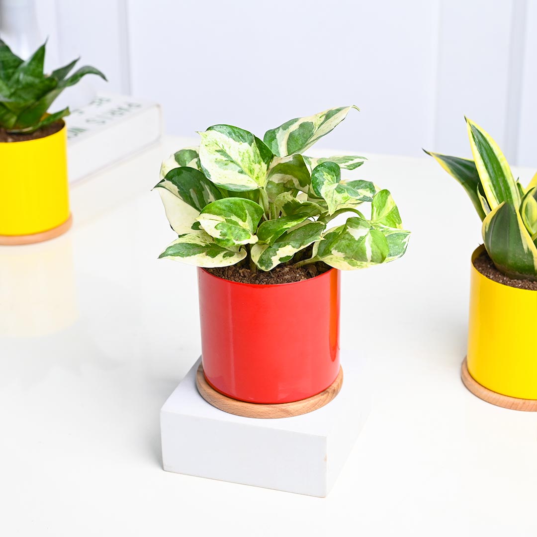 Indoor Gifting Plants Combo- Set of 3