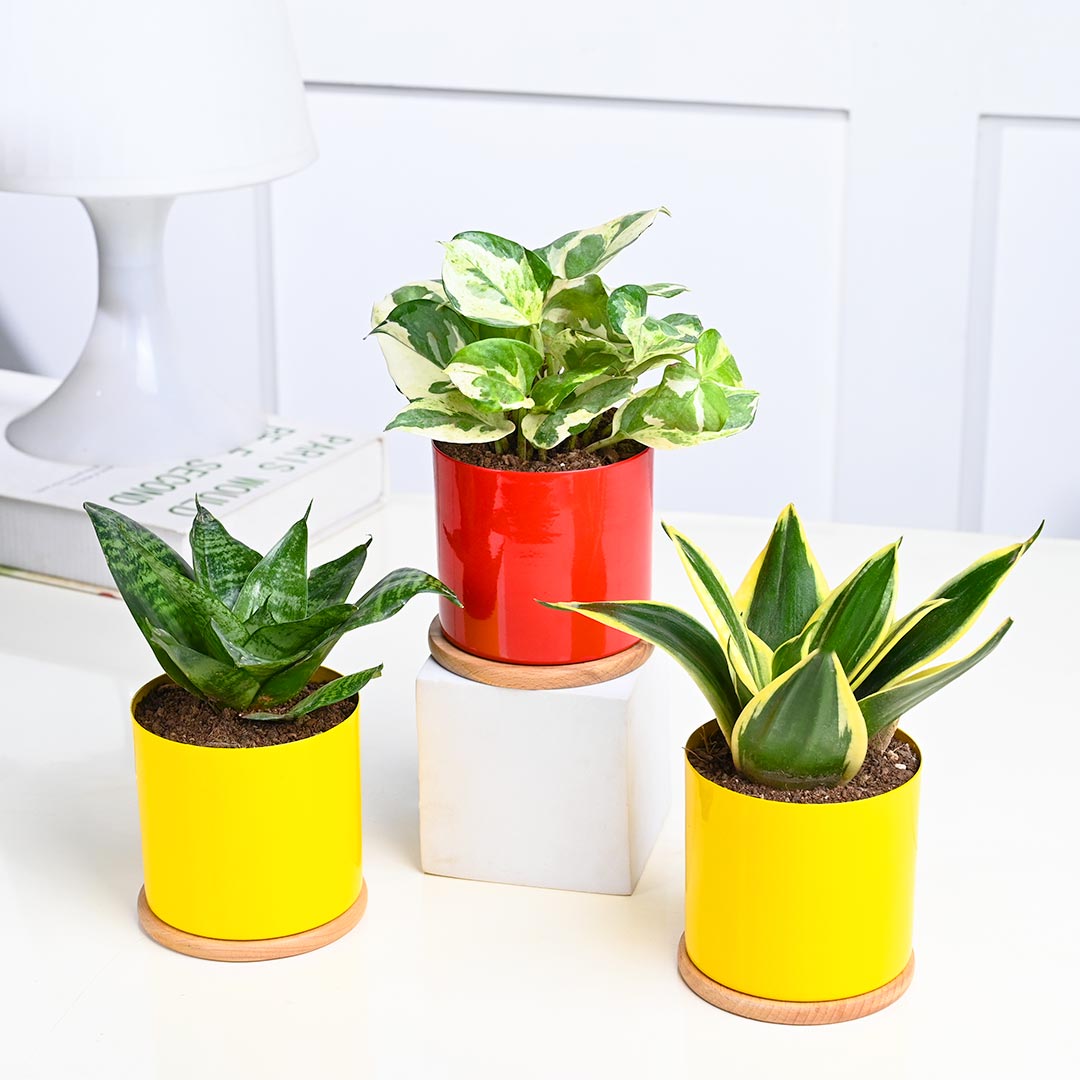 Indoor Gifting Plants Combo- Set of 3