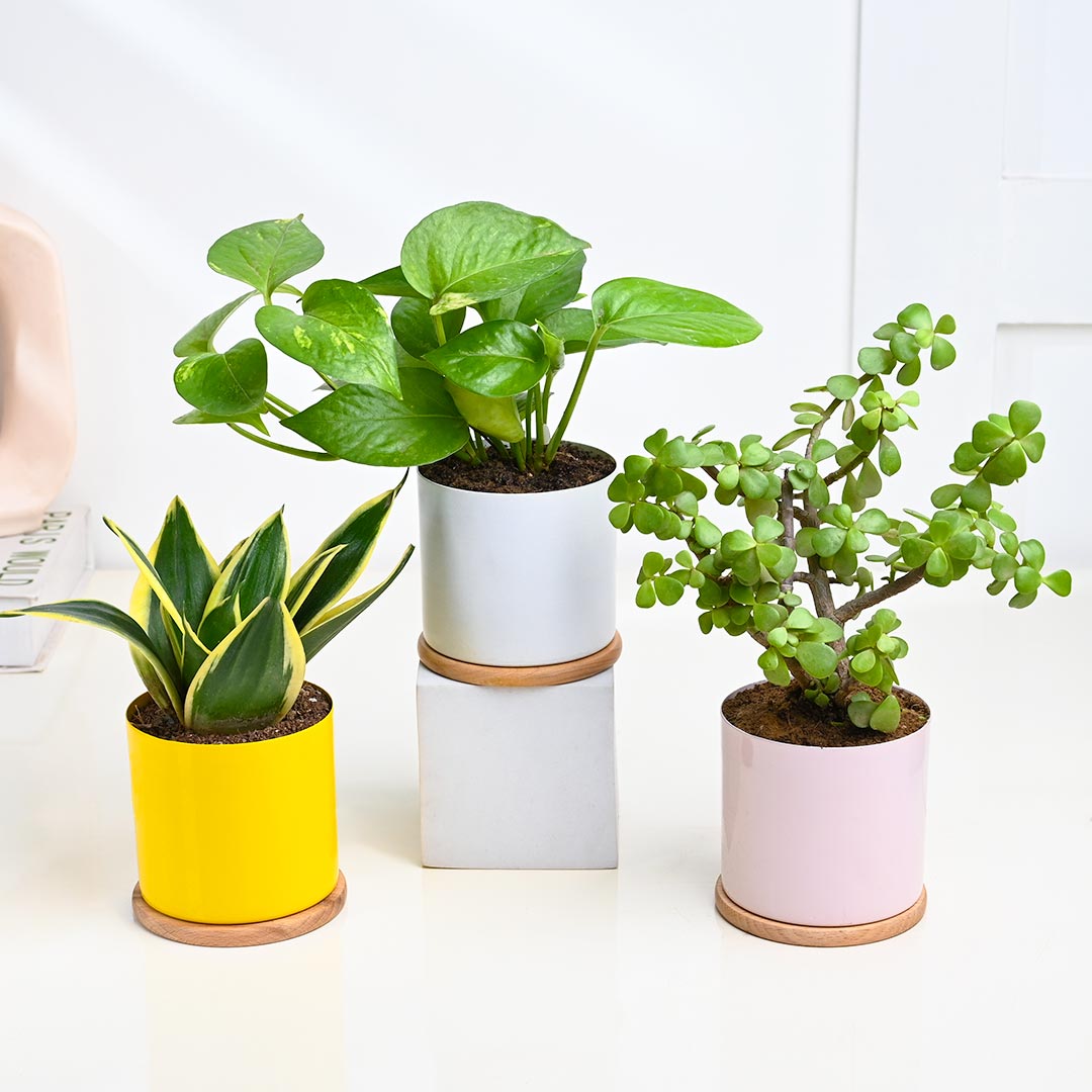 Indoor Gifting Plants Combo