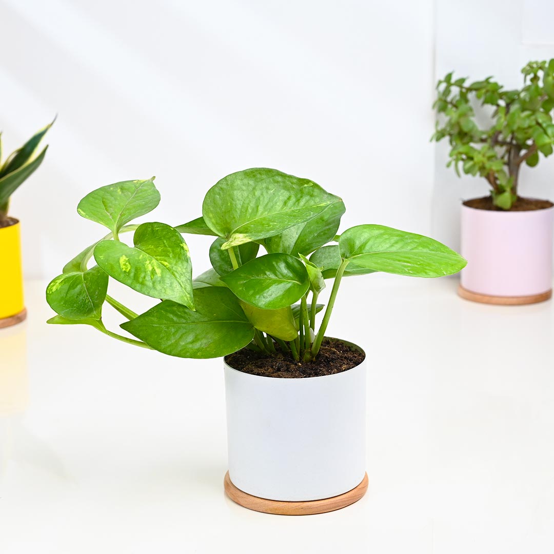 Indoor Gifting Plants Combo