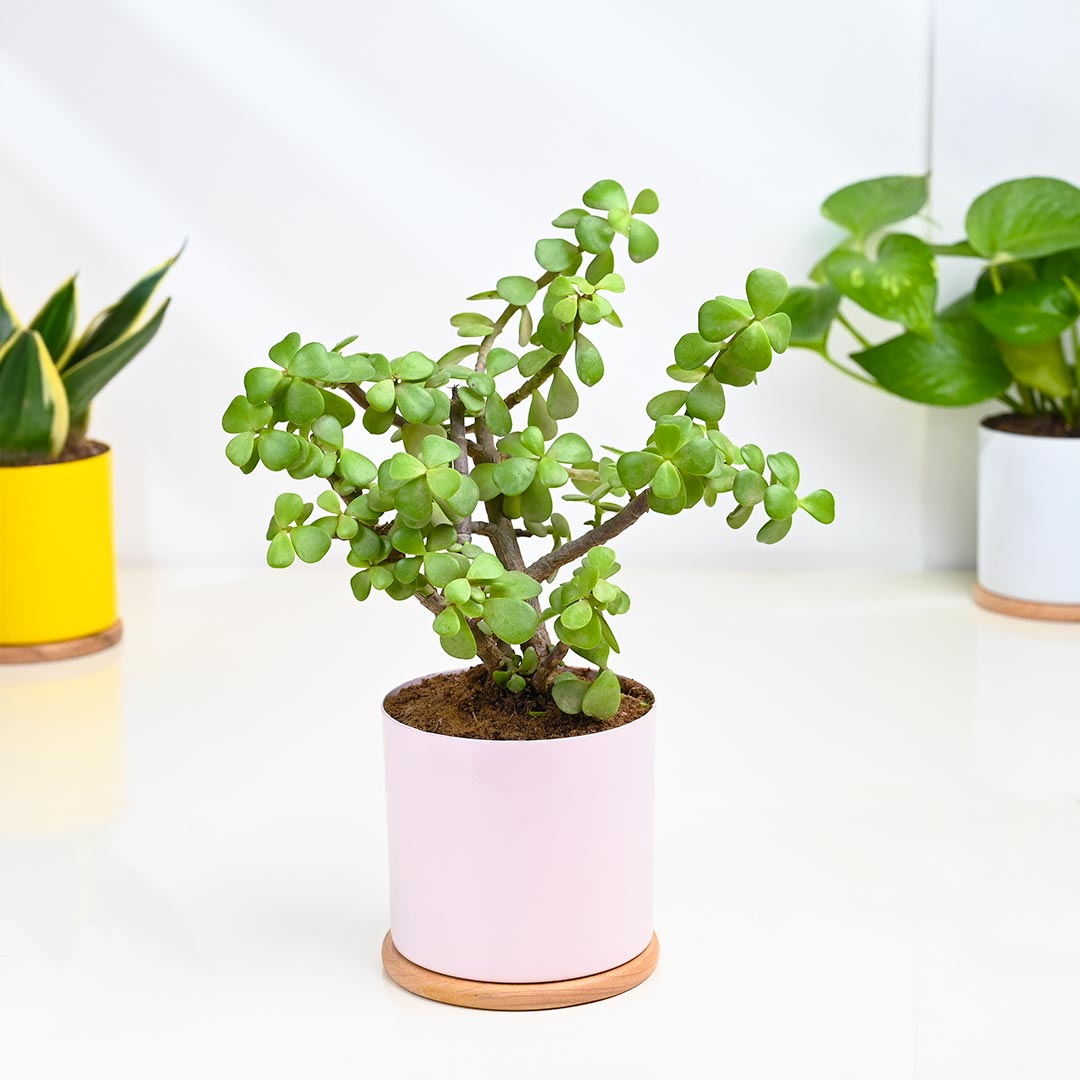 Indoor Gifting Plants Combo