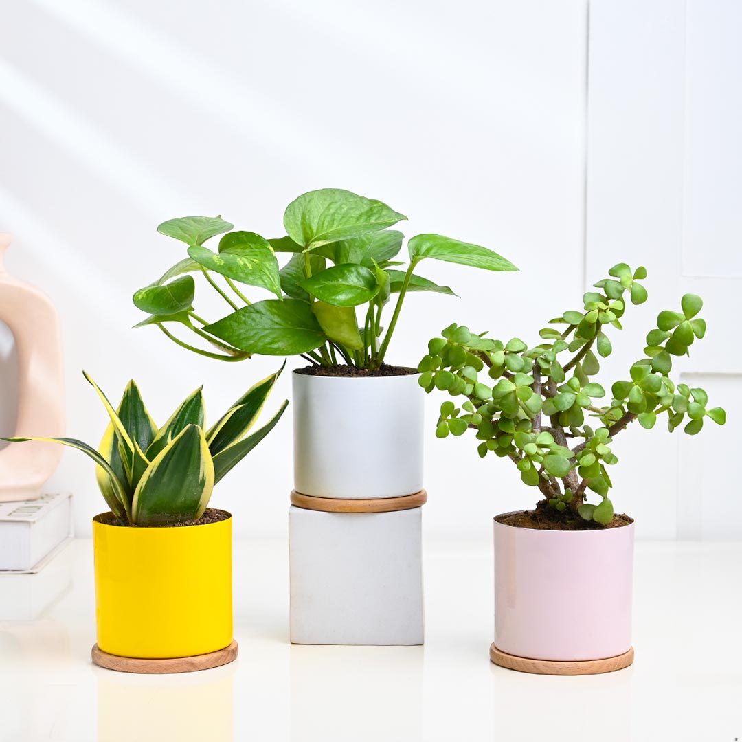 Indoor Gifting Plants Combo