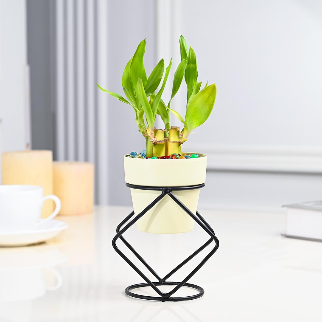 Indoor Lucky Bamboo In Ivory Pot with Stylish Stand