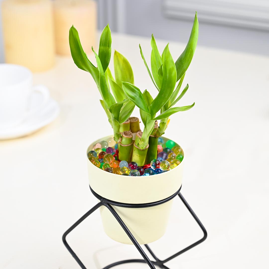 Indoor Lucky Bamboo In Ivory Pot with Stylish Stand