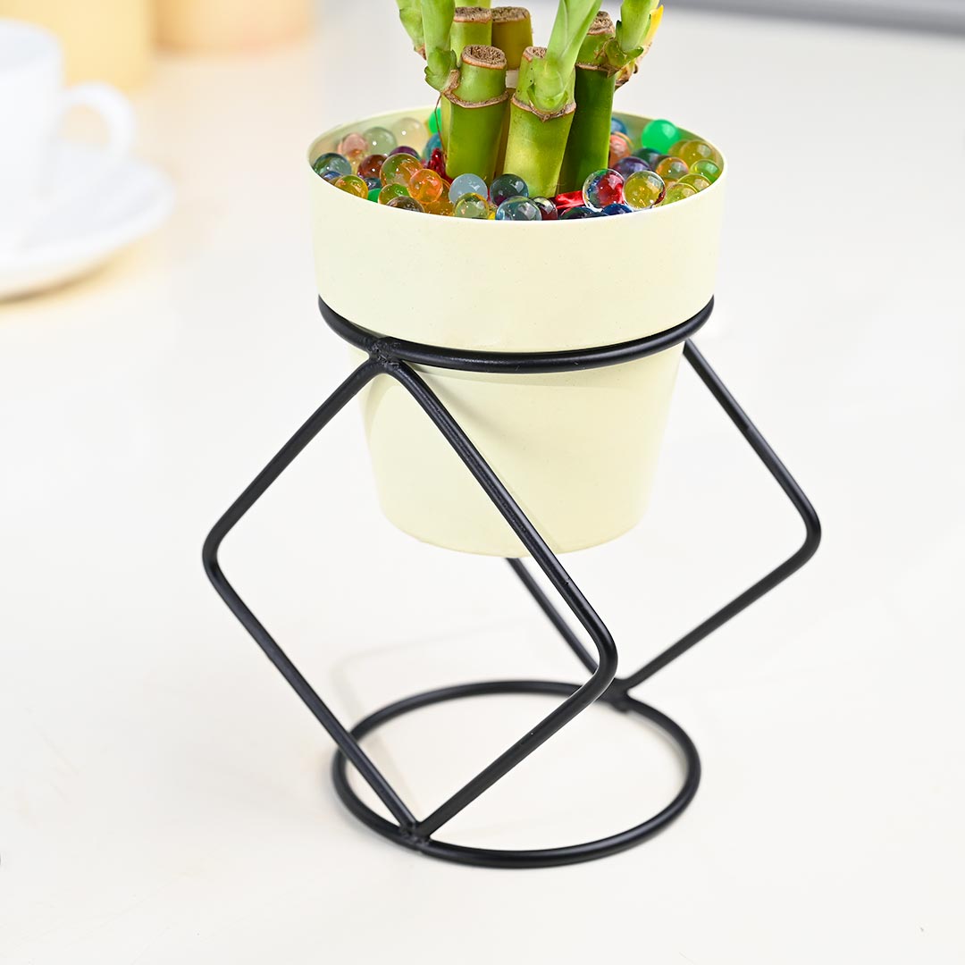 Indoor Lucky Bamboo In Ivory Pot with Stylish Stand