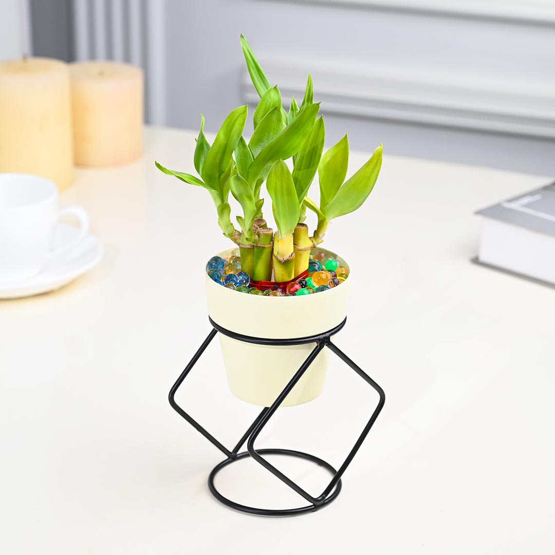 Indoor Lucky Bamboo In Ivory Pot with Stylish Stand